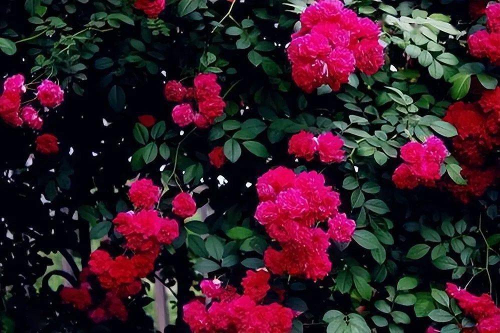 茂盛,可能会互相遮光,还会长出一些残枝或者病枝,这时候要及时的修剪