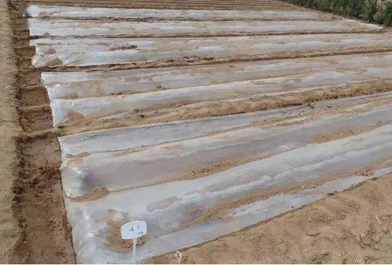 蓟马难打?是因为打不着!_防治_作物_危害