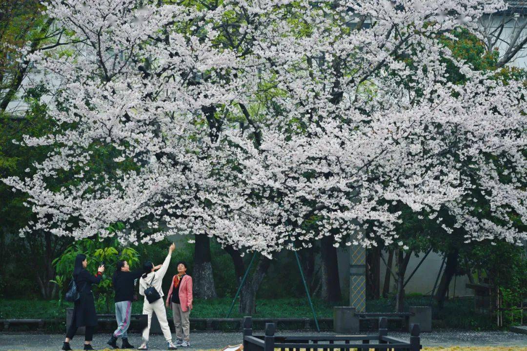 (鼓楼永丰库樱花张仁健摄)除了常规打卡摄影外,本届大赛还推出了"摄影