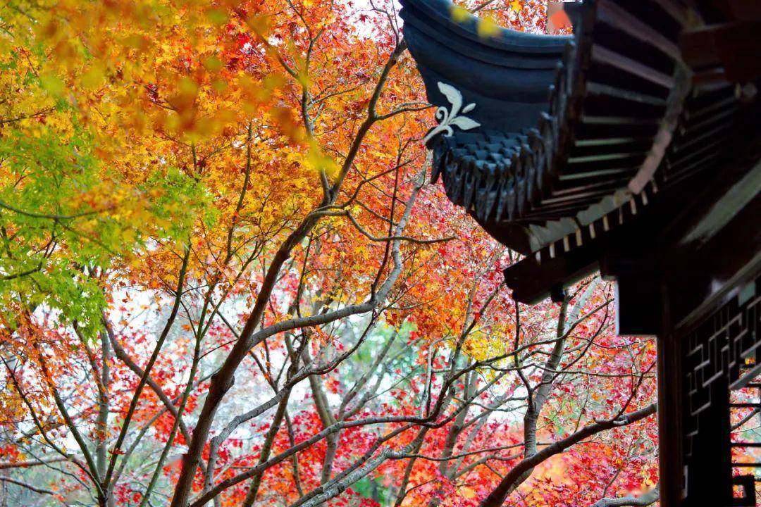 上海秋霞圃,感受落霞秋水之美的园林