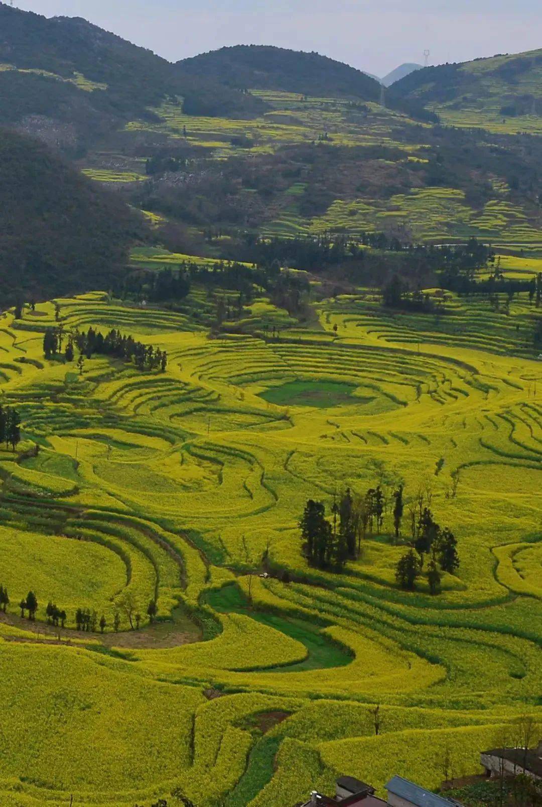 国内最早"上春山"的绝美避世小城!花海惊艳外网!_曲靖_油菜花_瀑布群
