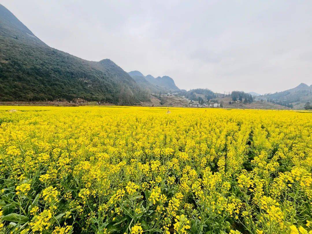 织金县以那镇:油菜花开春意浓 "美丽经济"促增收_种植_轮作_社区