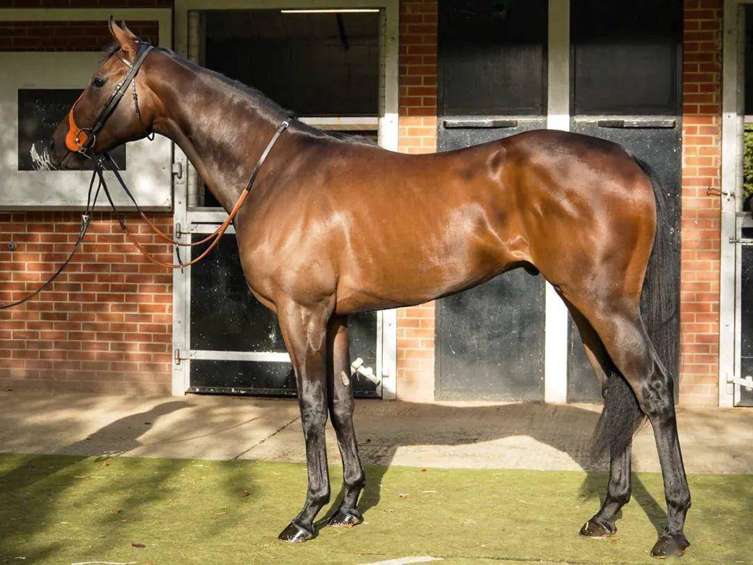 编号17的3岁英国马(下图)父系starspangledbanner,母系victorias