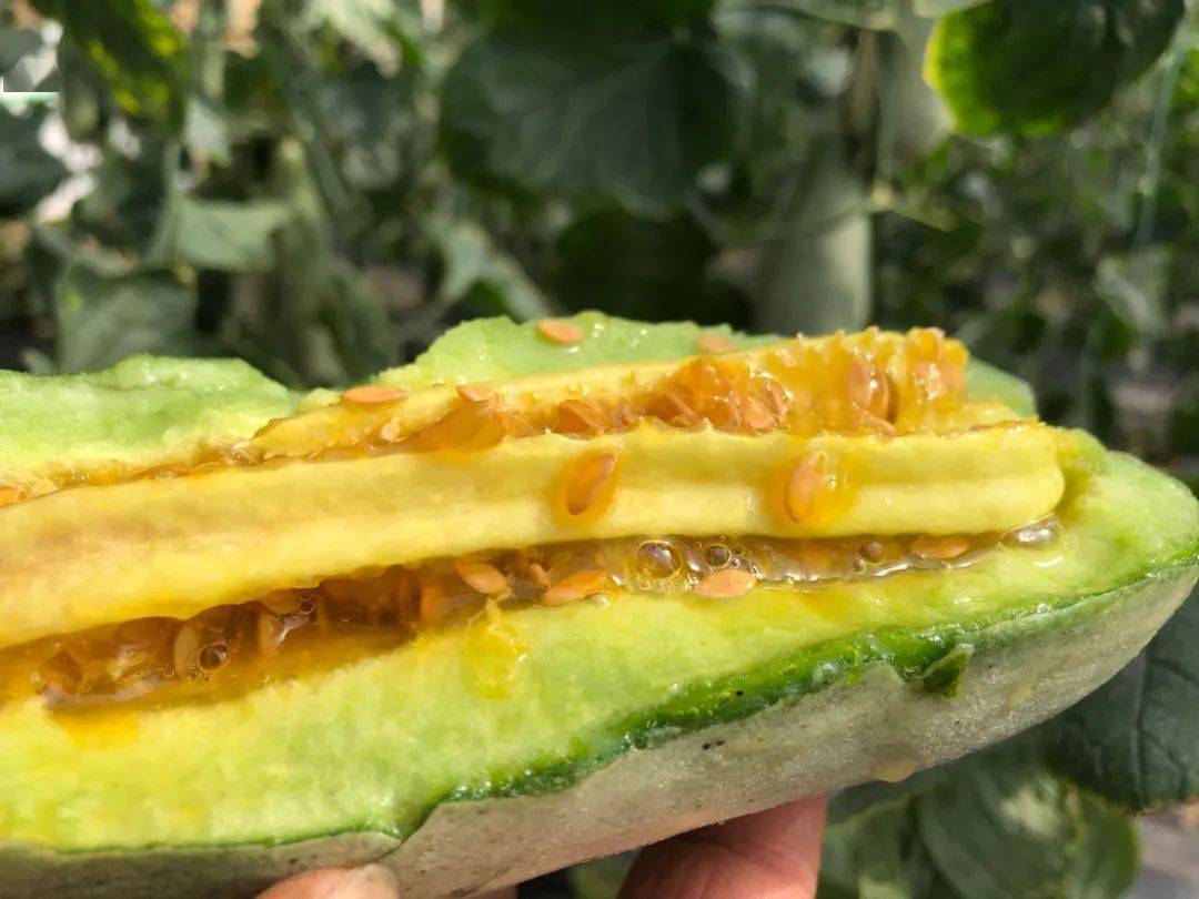 春季羊角蜜,咬一口香甜流蜜!连籽带瓤都能吃,是你吃的最过瘾的甜瓜!