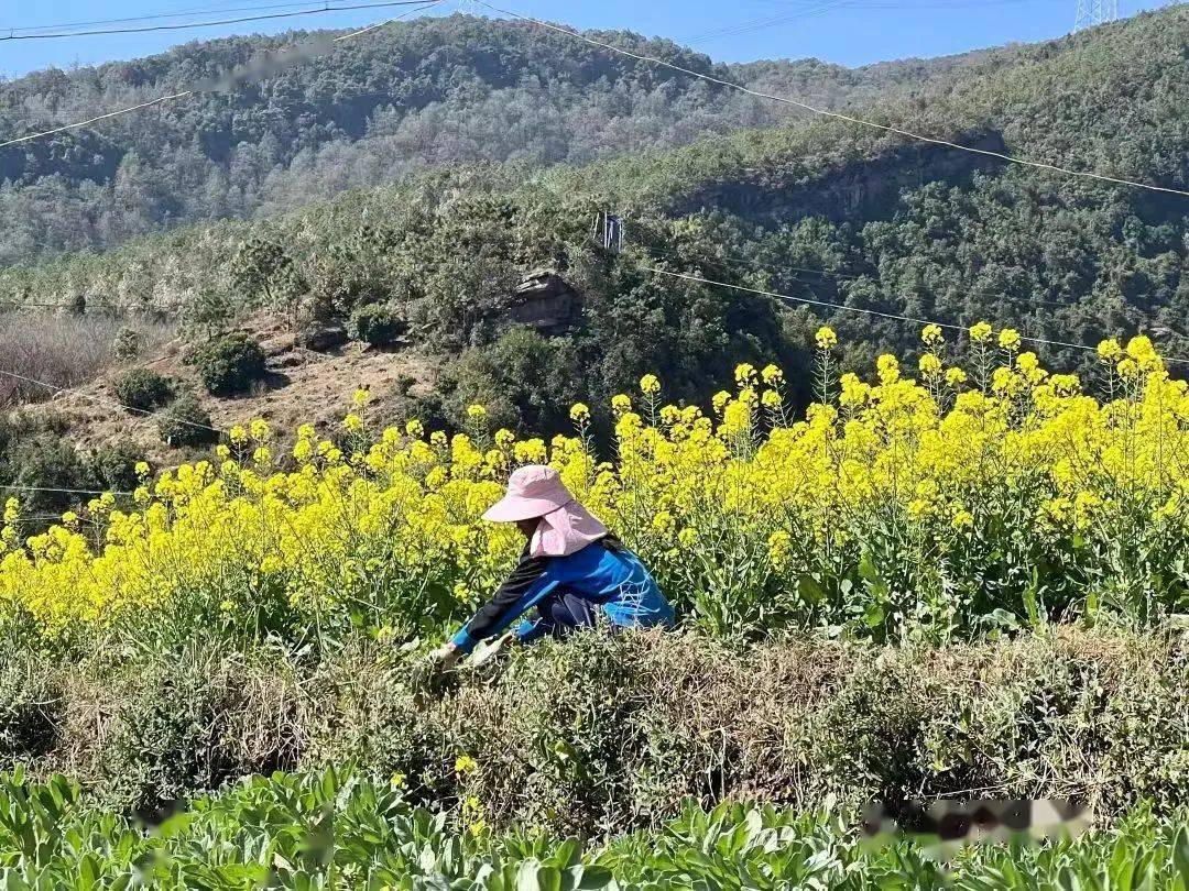 油菜花开春耕忙 禄劝田间地头"春意浓"_种植_高发村_农户