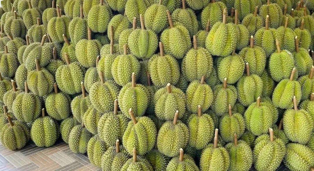 越南榴莲"全年可收获"优势明显,对华出口量占出口总额99%以上_种植
