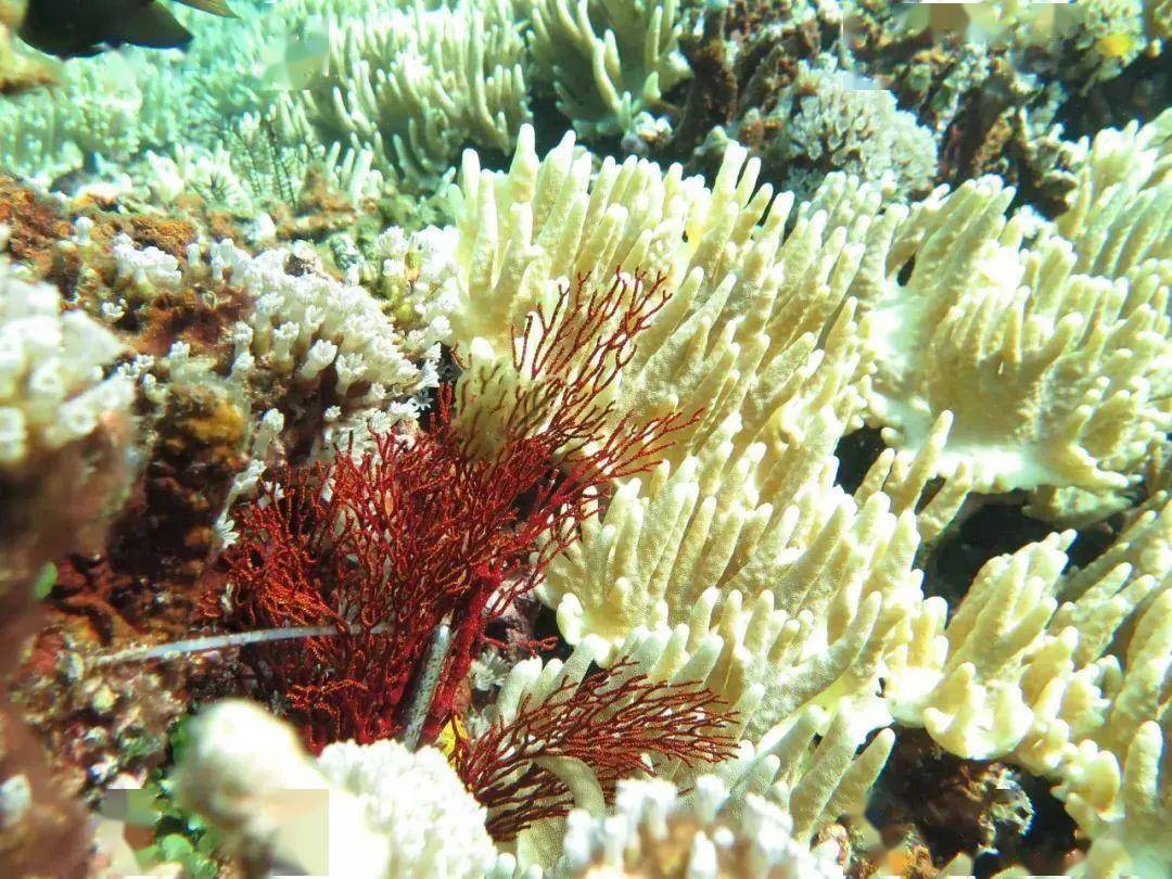 西沙群岛:地球给人类保留宇宙秘密的最后遗产_海岛_珊瑚_岛屿