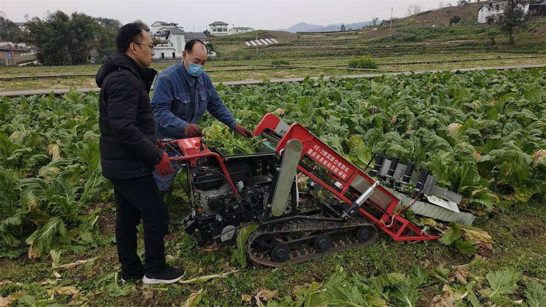量身定制!青菜头收获机"横空出世"