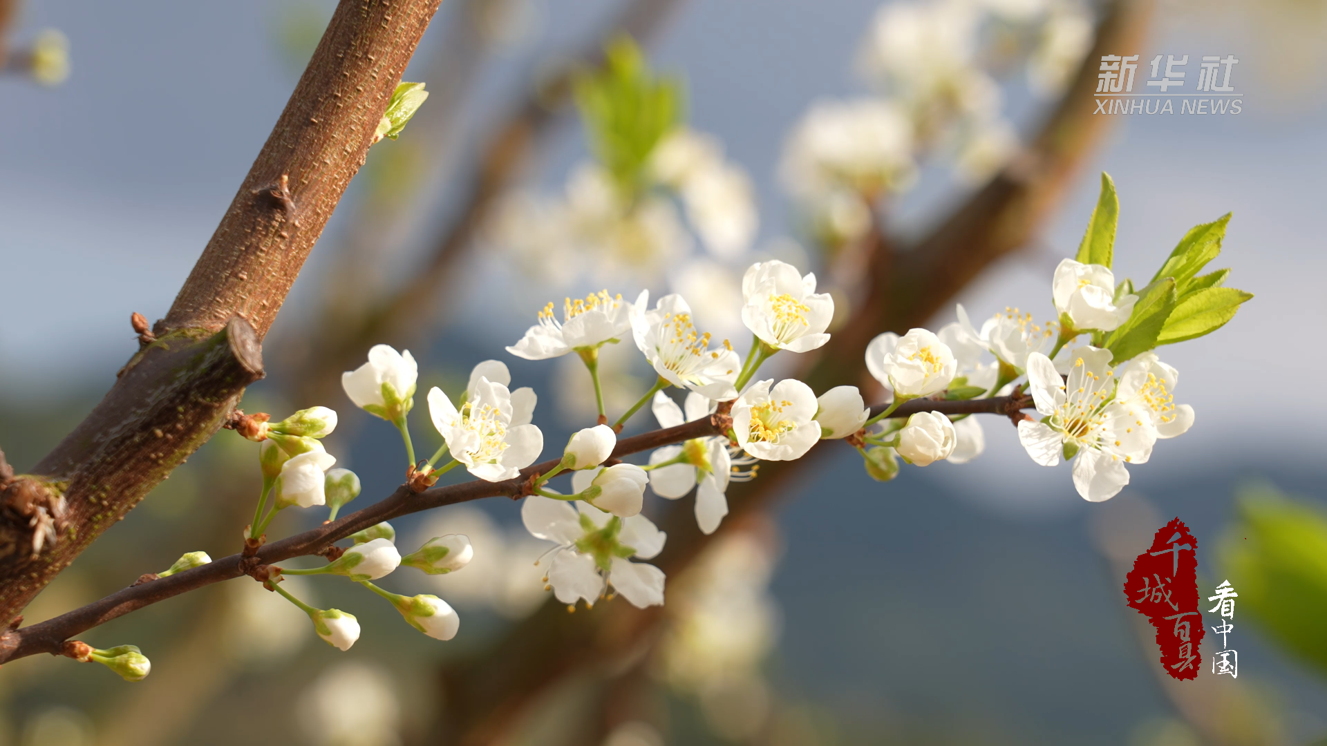 千城百县看中国︱福建连城:万亩李花 盛开迎春