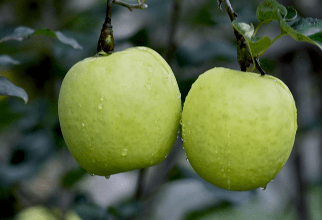 陕西白水县:火"上天"的白水苹果,怎么做到的?_品种_土地_千年