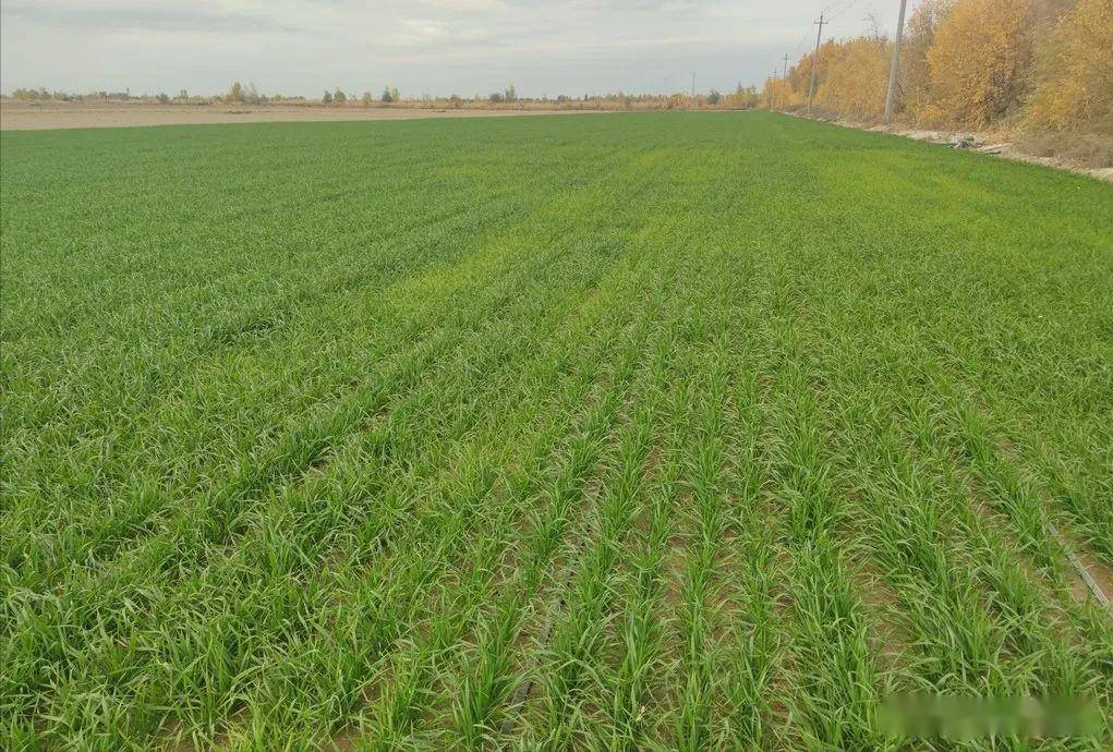 五,防治病虫害新疆春小麦种植区范围广泛,在南北疆均有种植,春麦田