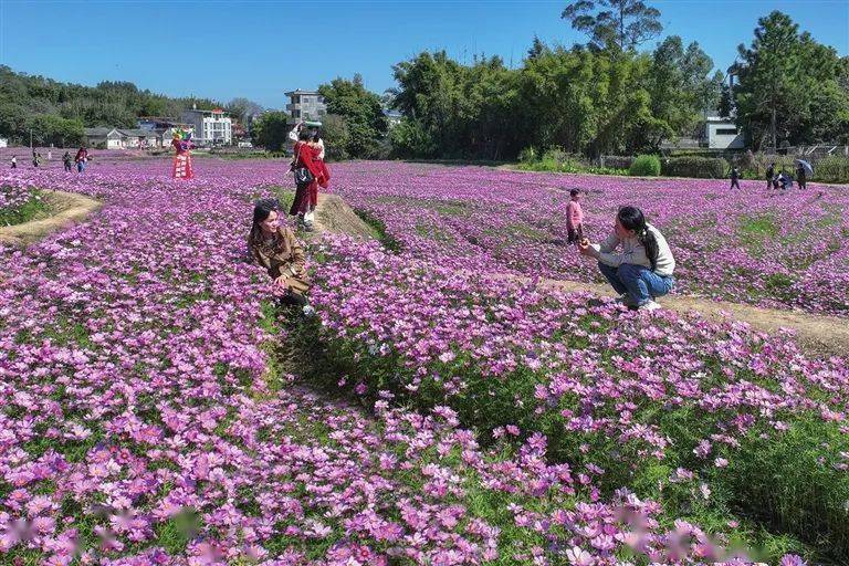 河源哪里有赏花景点图片