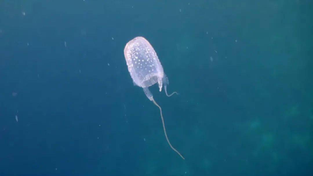 【探秘海洋】海洋中的"透明杀手"——箱水母_眼睛_文章_世界
