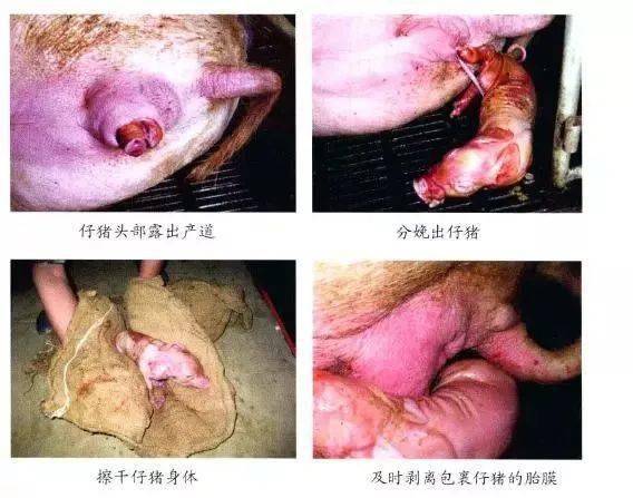 牛水门流分泌物图片图片