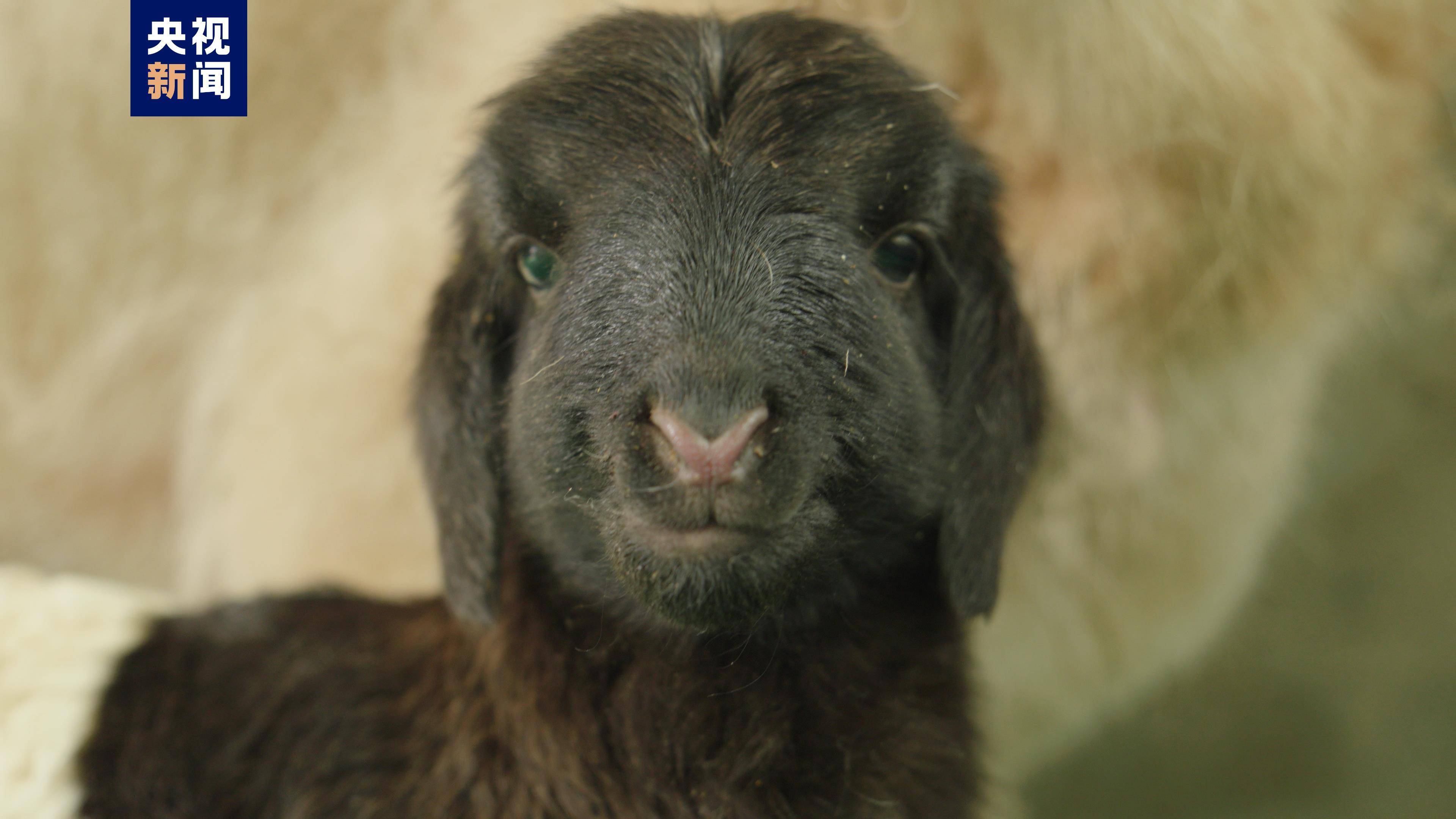 世界首例克隆藏羊在青海诞生