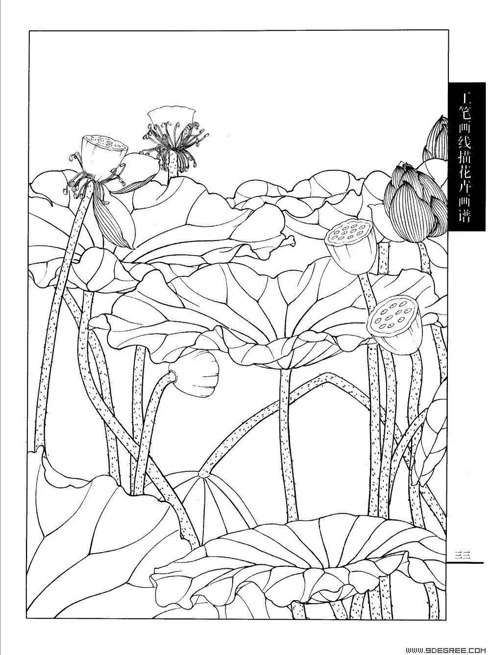 工笔荷花白描画谱120幅