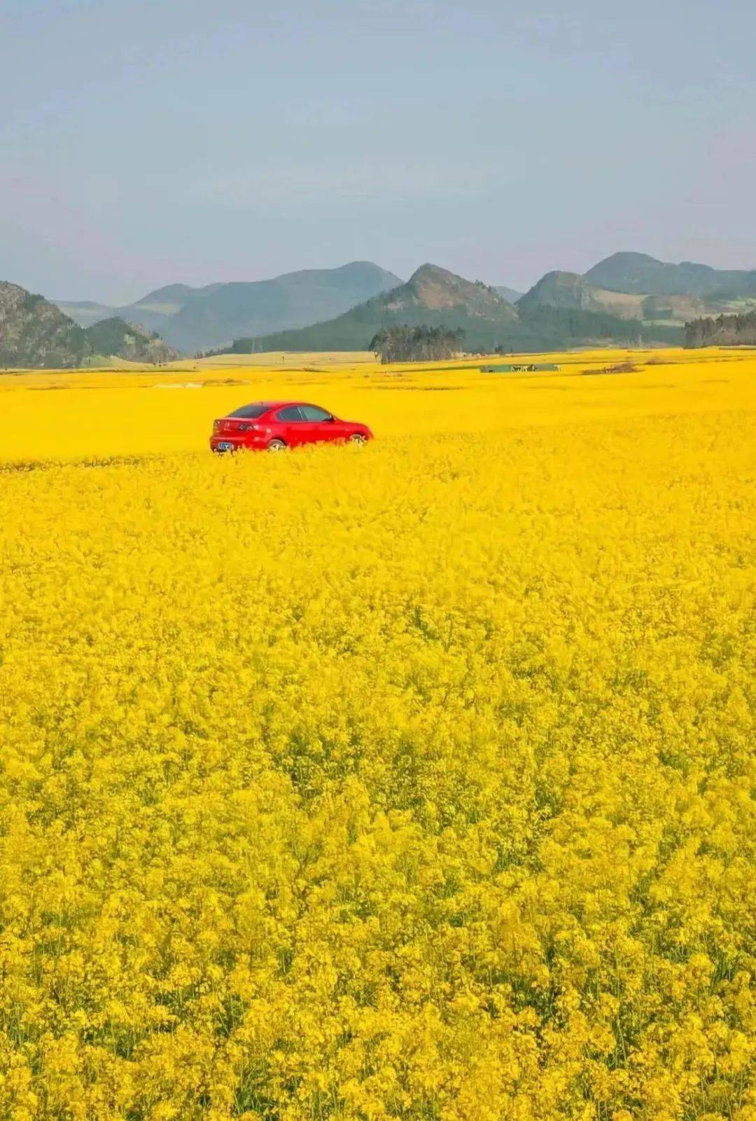 国内最早"上春山"的绝美避世小城!花海惊艳外网!_曲靖_油菜花_瀑布群