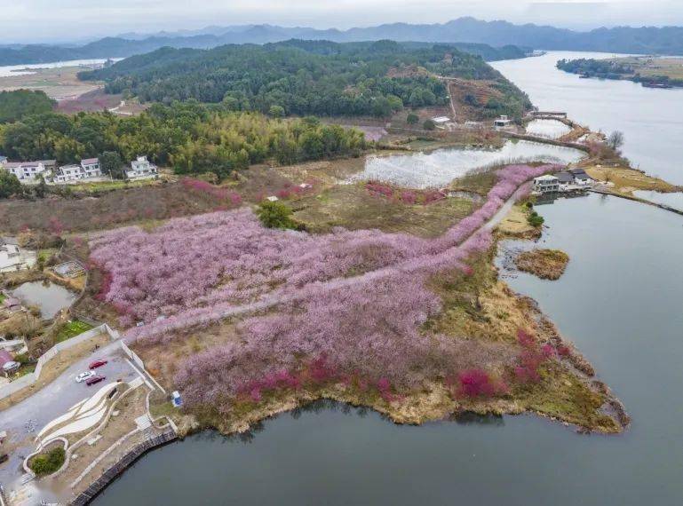 武宁樱花谷图片