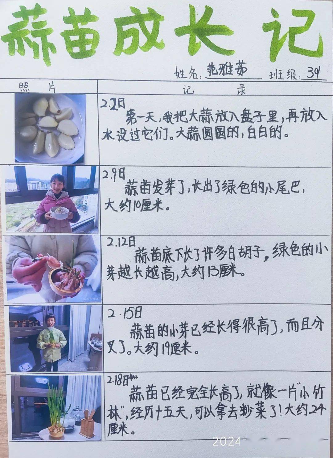 【寒假特色作业】快乐种植之蒜苗成长记——实验小学寒假实践作业展