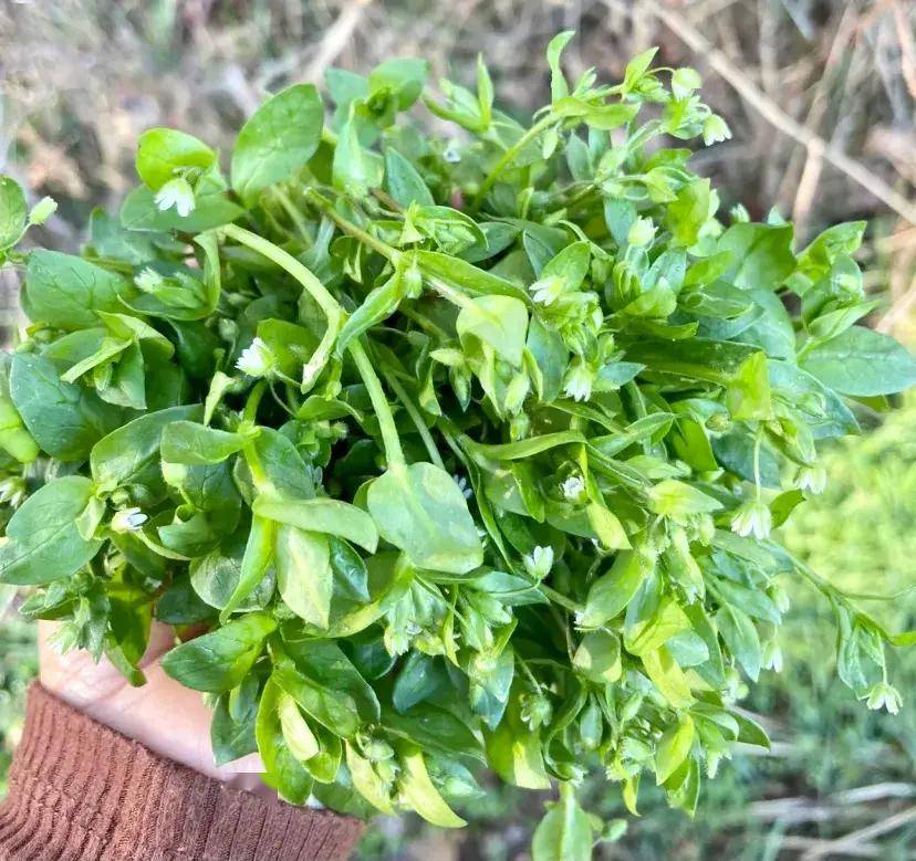 春天必吃的9种野菜