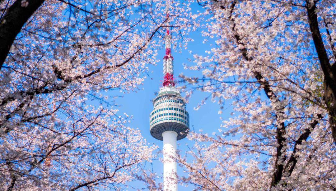 赏樱圣地汝矣岛,南山公园n首尔塔!