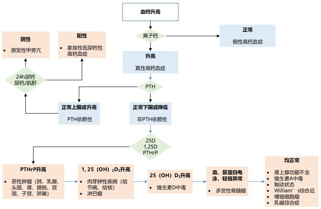 内分泌轴图图片