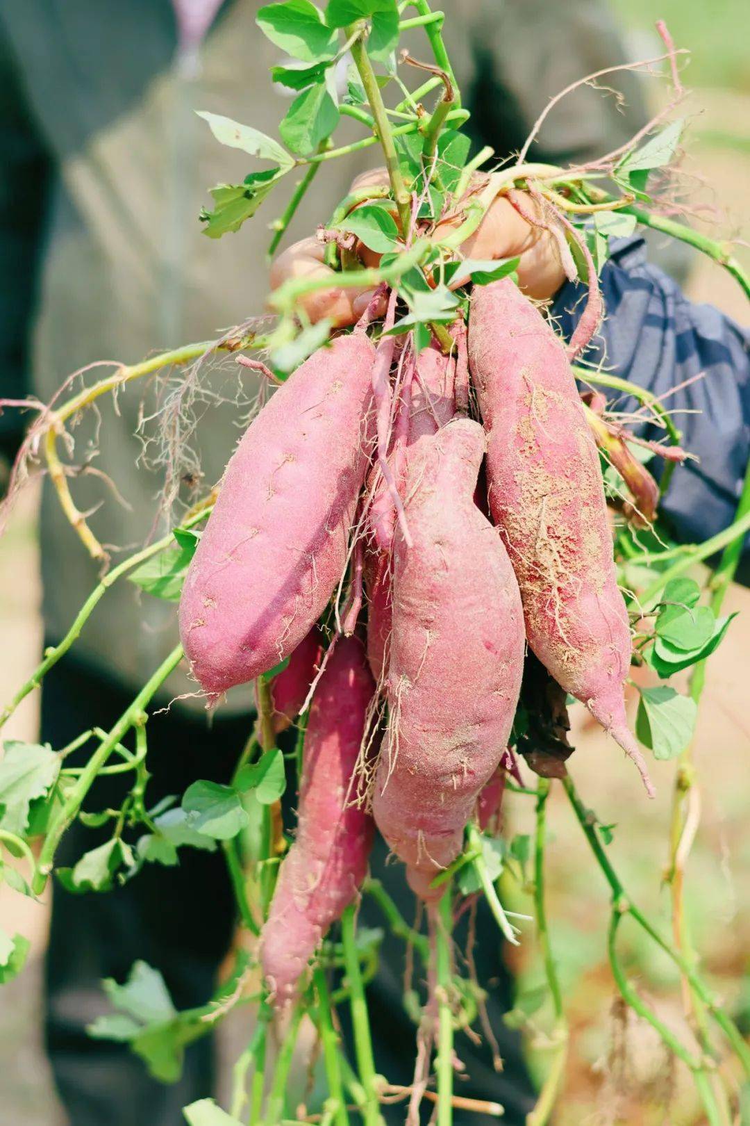 细腻绵糯,一抿就化,好吃又快手