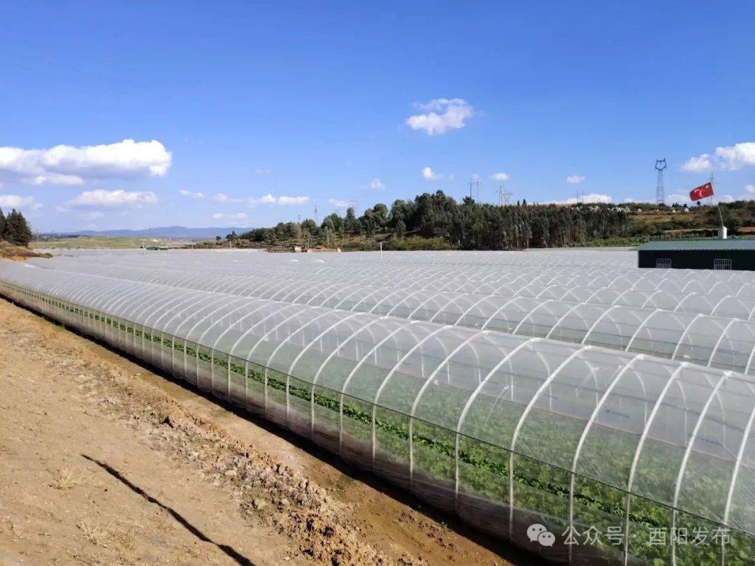 天南地北酉阳人丨返乡创业的陈垚:昔日雁南飞,今朝凤还巢_广东省_家乡