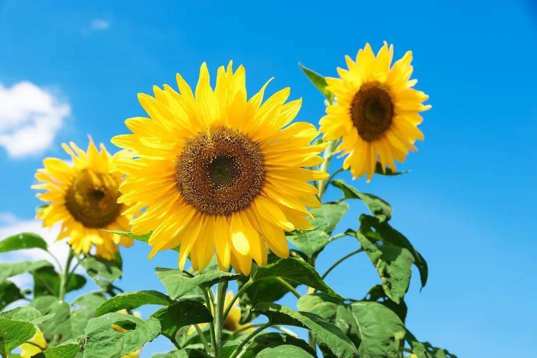 守得平常心,来去皆自如