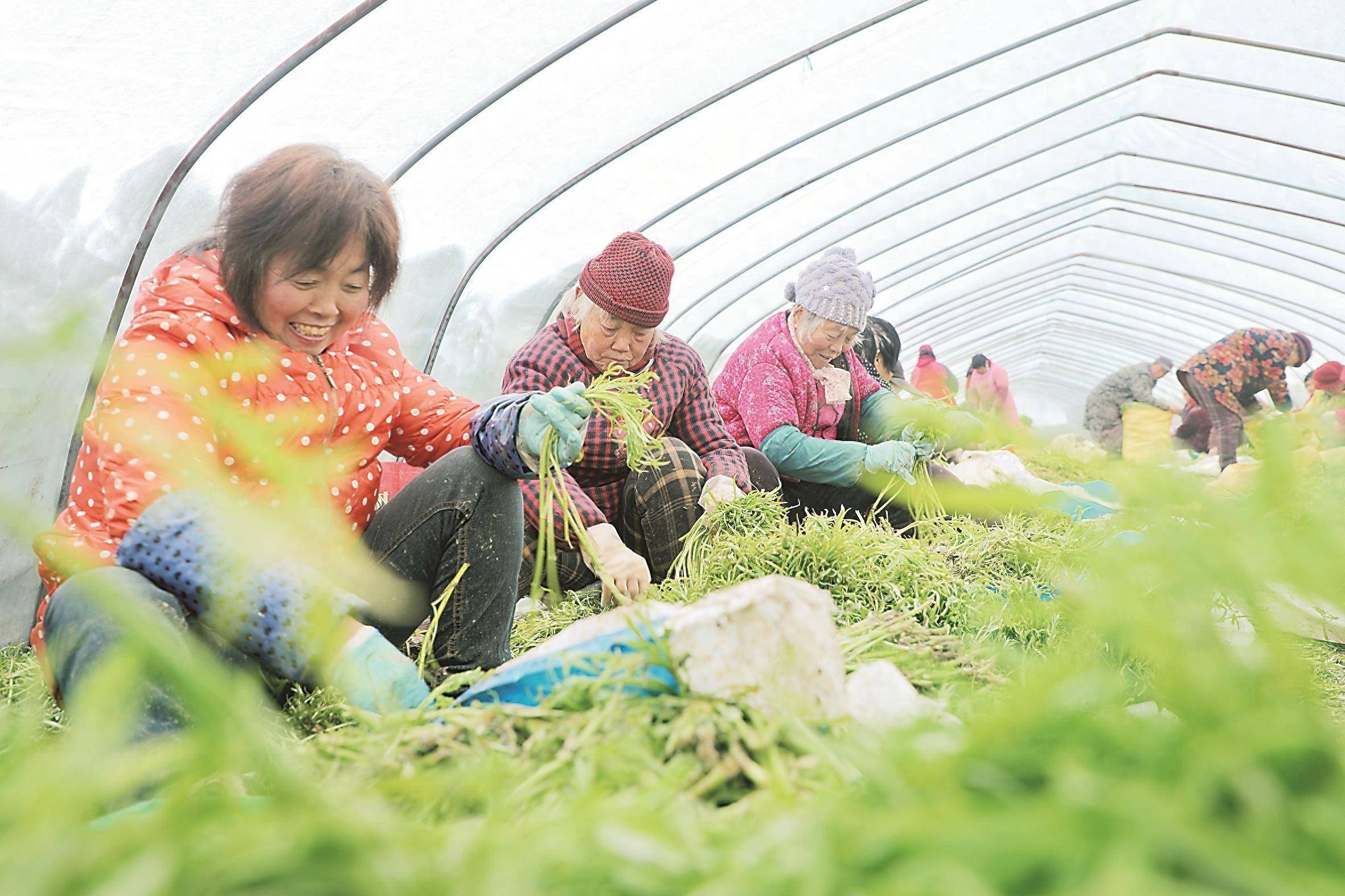 大力推动皖北全面振兴_种植_方舱_花卉