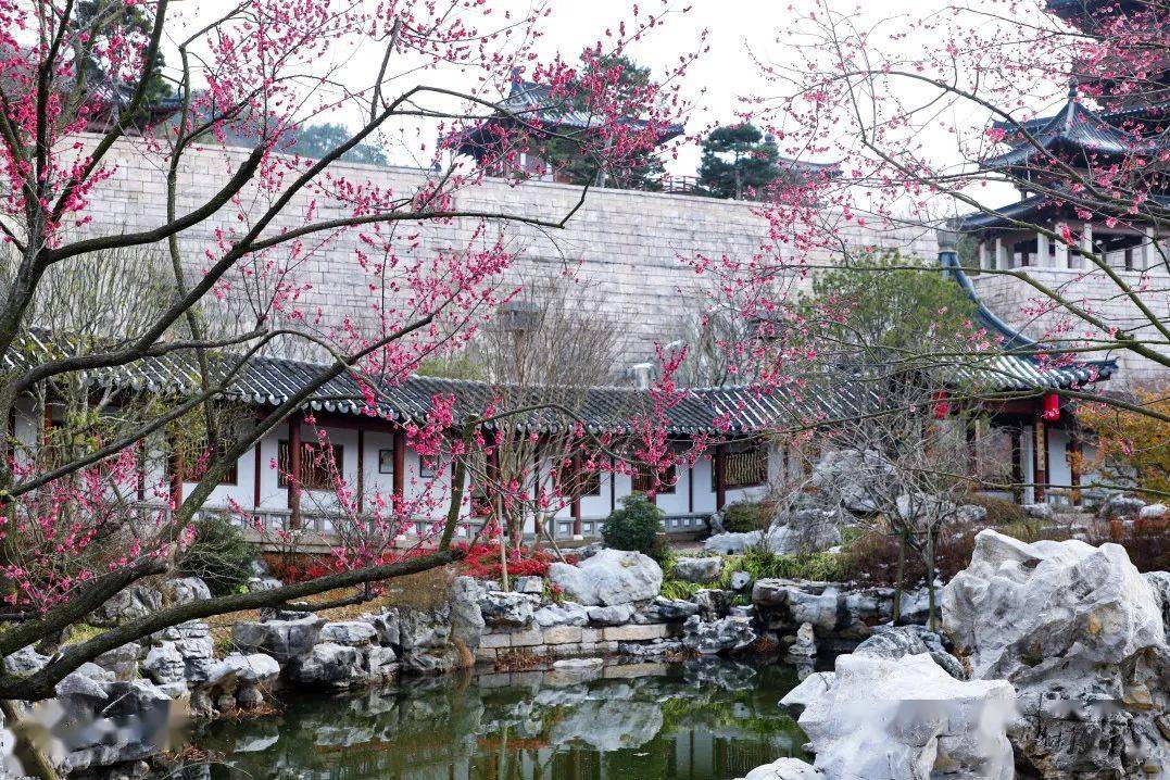 春日盛景 | 汤山梅花绽放,邀您共赏!_泉华路_矿坑_江苏