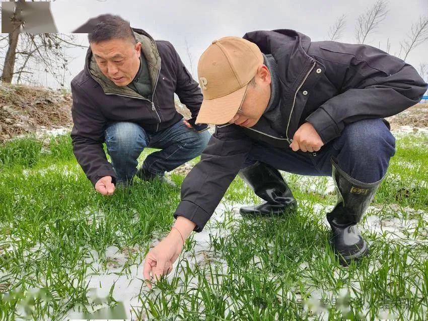 农技专家踏雪巡诊,培育朱湖十里花海新景观_油菜_农业_组织