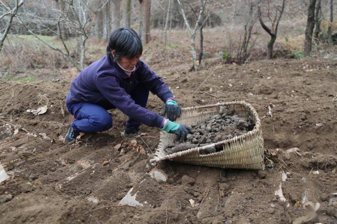 "黑疙瘩"变身致富"金疙瘩"_种植_屈凤萍_留坝县