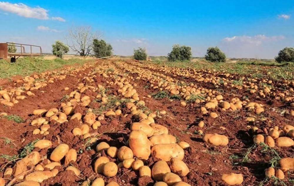 【乡村振兴】会宁县:"小土豆"撑起乡村振兴"大产业"