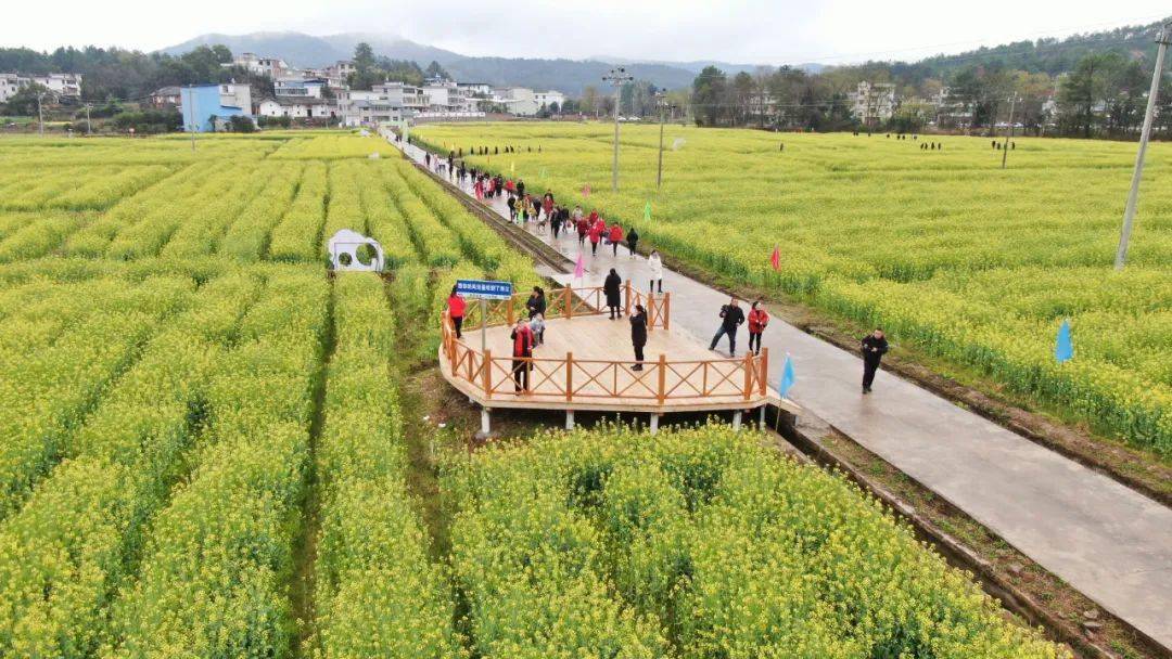 "春游花海 醉美硒江"西江镇首届油菜花季乡村旅游节盛大开幕_会昌