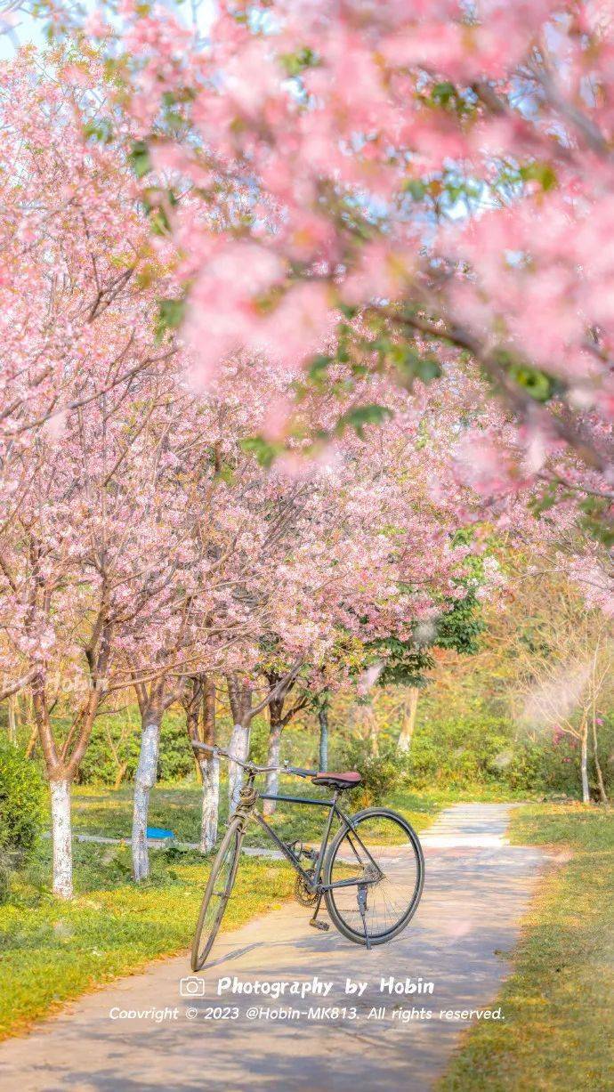 hobin_木棉花_公园