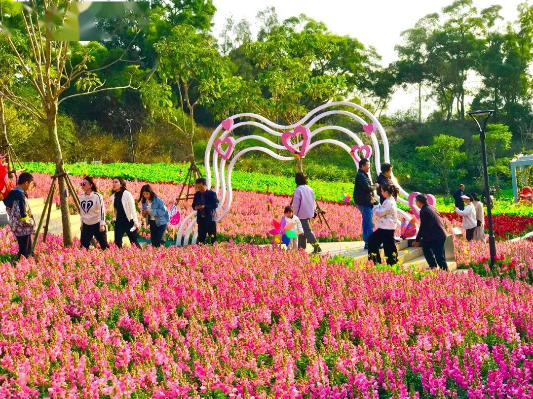 健康步道6000平方米花海惊艳亮相_徐光辉_植物_山海
