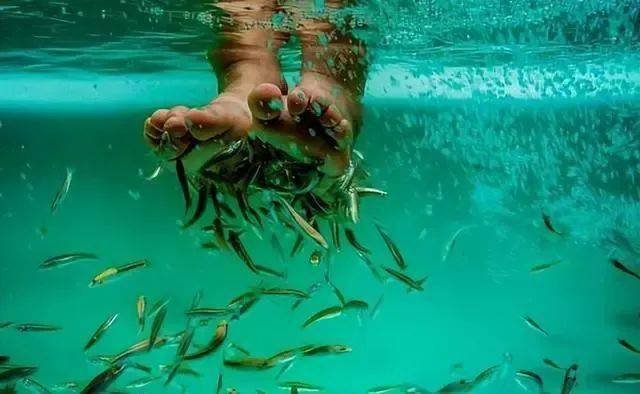 恐怖的温泉鱼疗:吃脚皮,治脚气全是假象,整条鱼进去只剩骨架