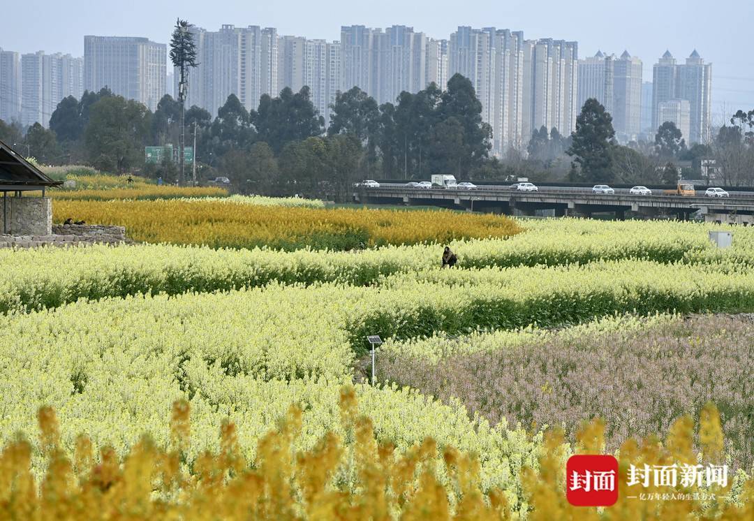 五彩田园追春天丨图集