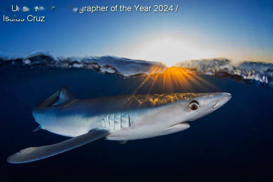 underwater photographer of the year_英国_鲸鱼_螃蟹