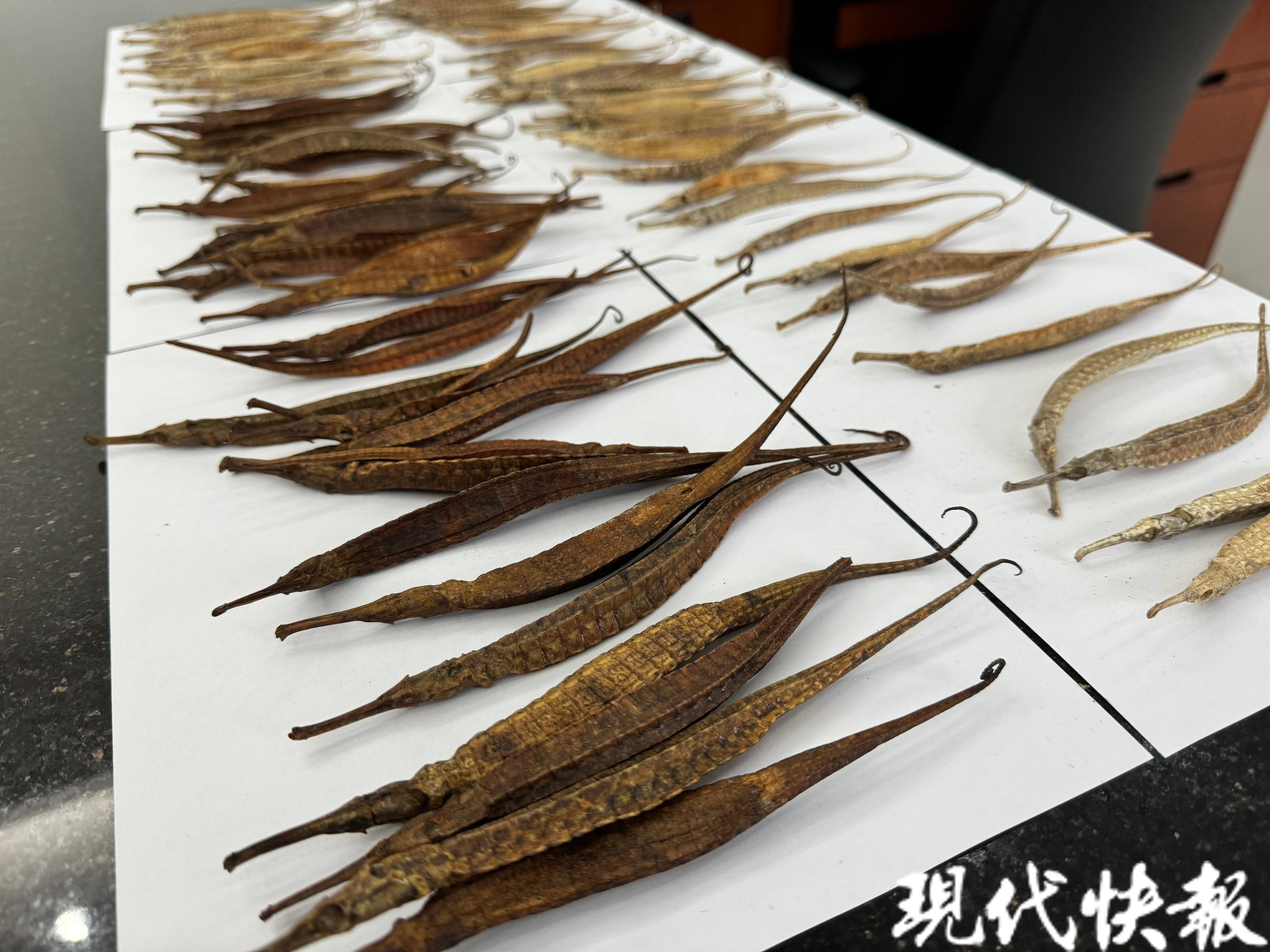 江苏边检查获涉嫌走私海龙干92尾