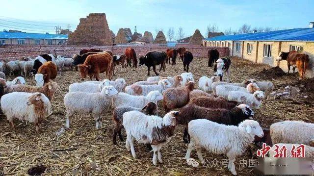 棚圈养殖产业让新疆察布查尔锡伯自治县牧民增收底气足