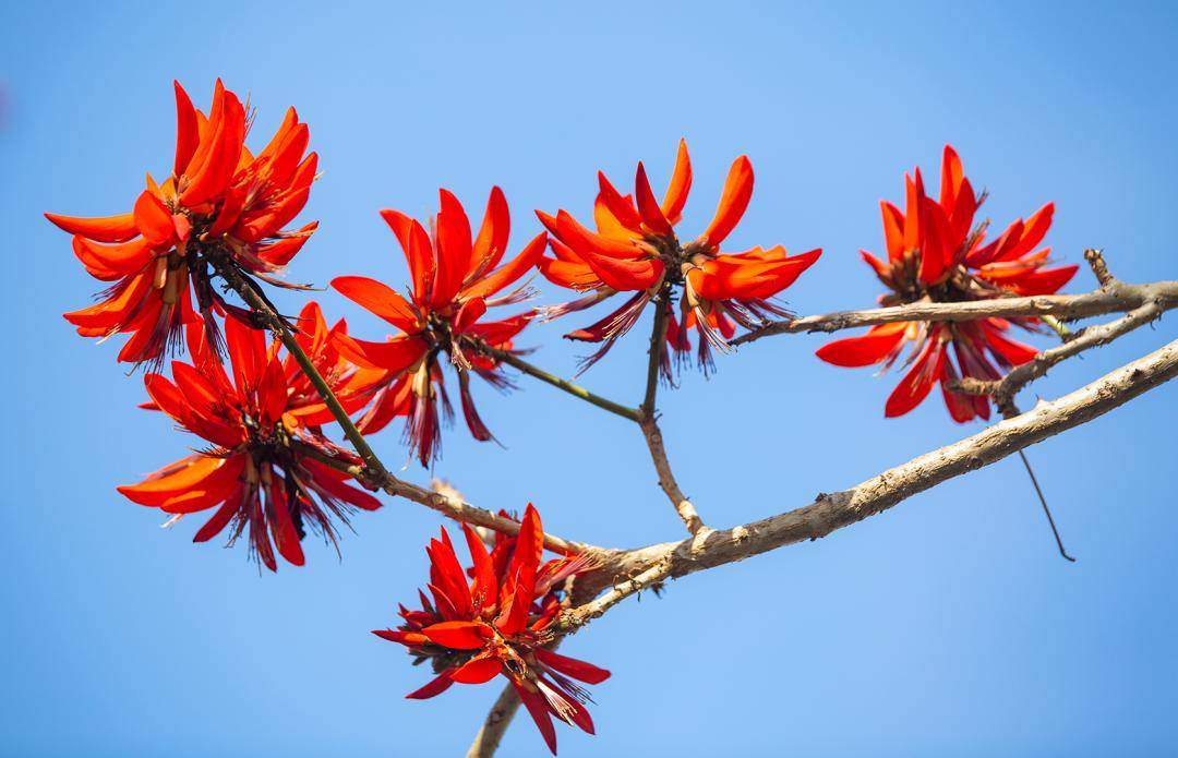 西昌两朵花图片