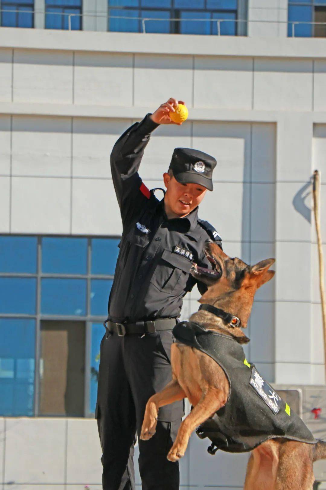 三八节特辑丨闪亮的她们——缉毒犬训导员郭梦霞(一)