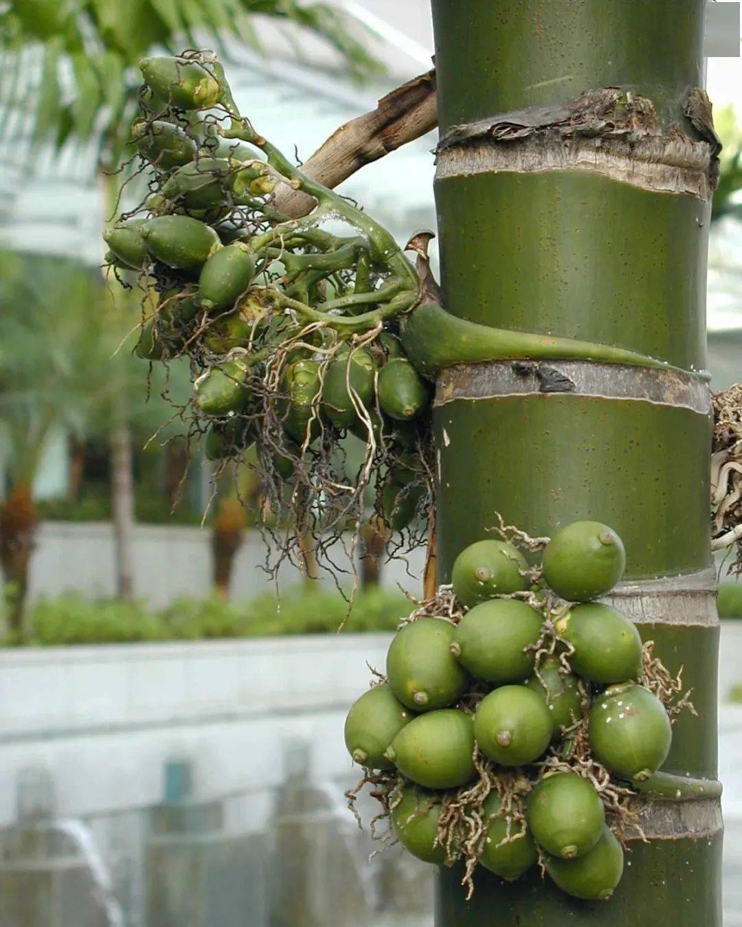 棕榈类植物傻傻分不清楚看这里