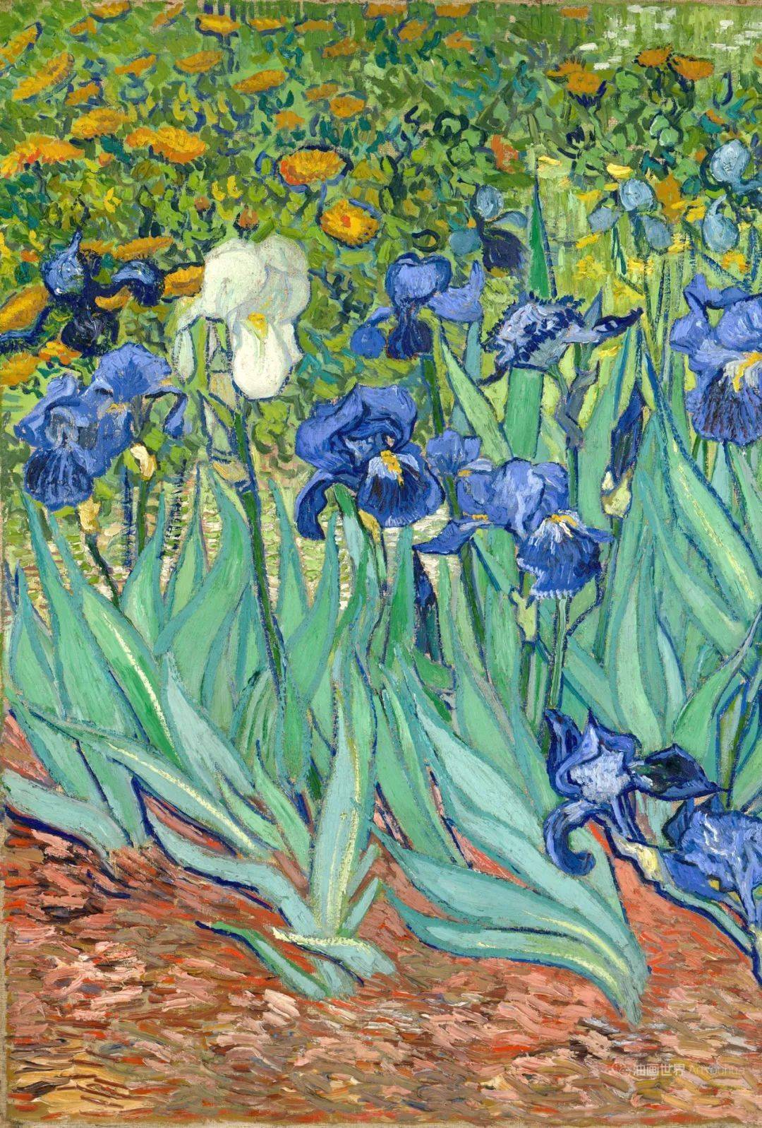 《鸢尾花》1889年   71x93cm  收藏于洛杉矶盖兹美术馆1889年5月,梵高