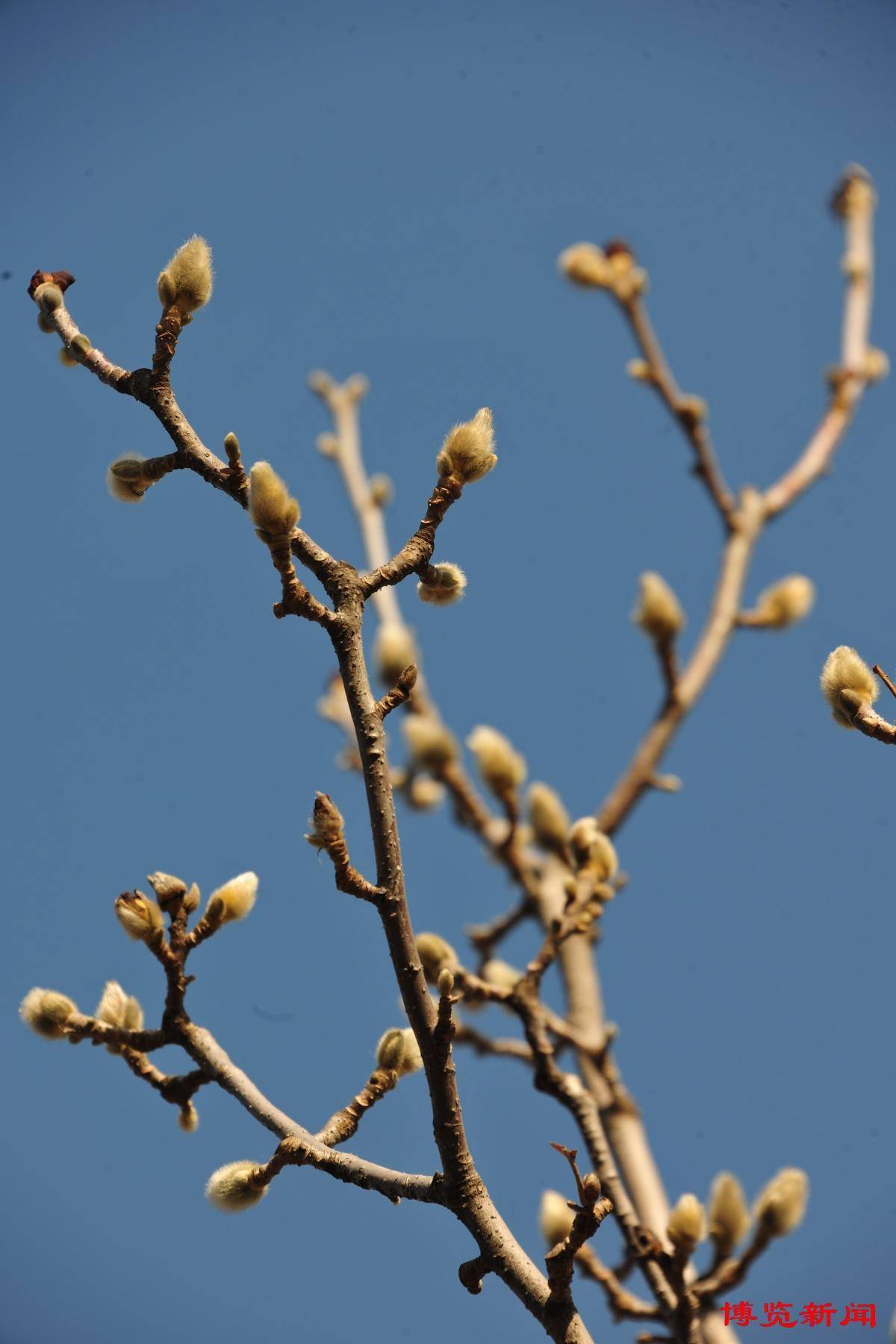 莲池公园 初春景色_淄博_游人_景象