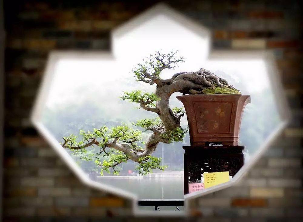 掌握5种岭南盆景的造型枝法,就能创作出变化多端的盆景作品!
