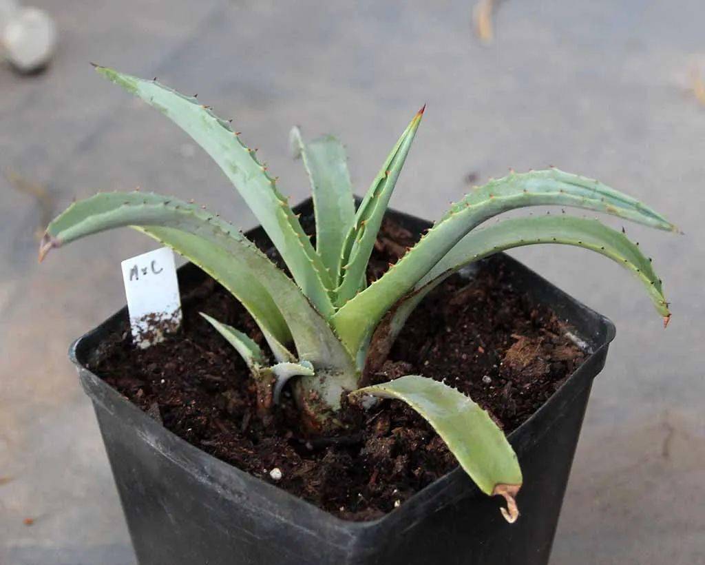 教你一种方法,能快速收获到市面上少见的龙舌兰品种～ 丨小叶子有"花"