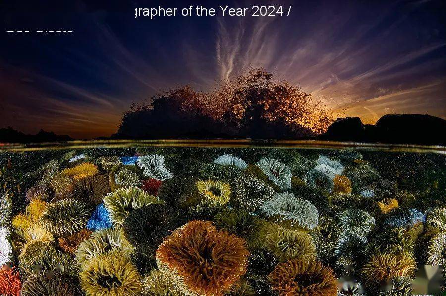 underwater photographer of the year_英国_鲸鱼_螃蟹